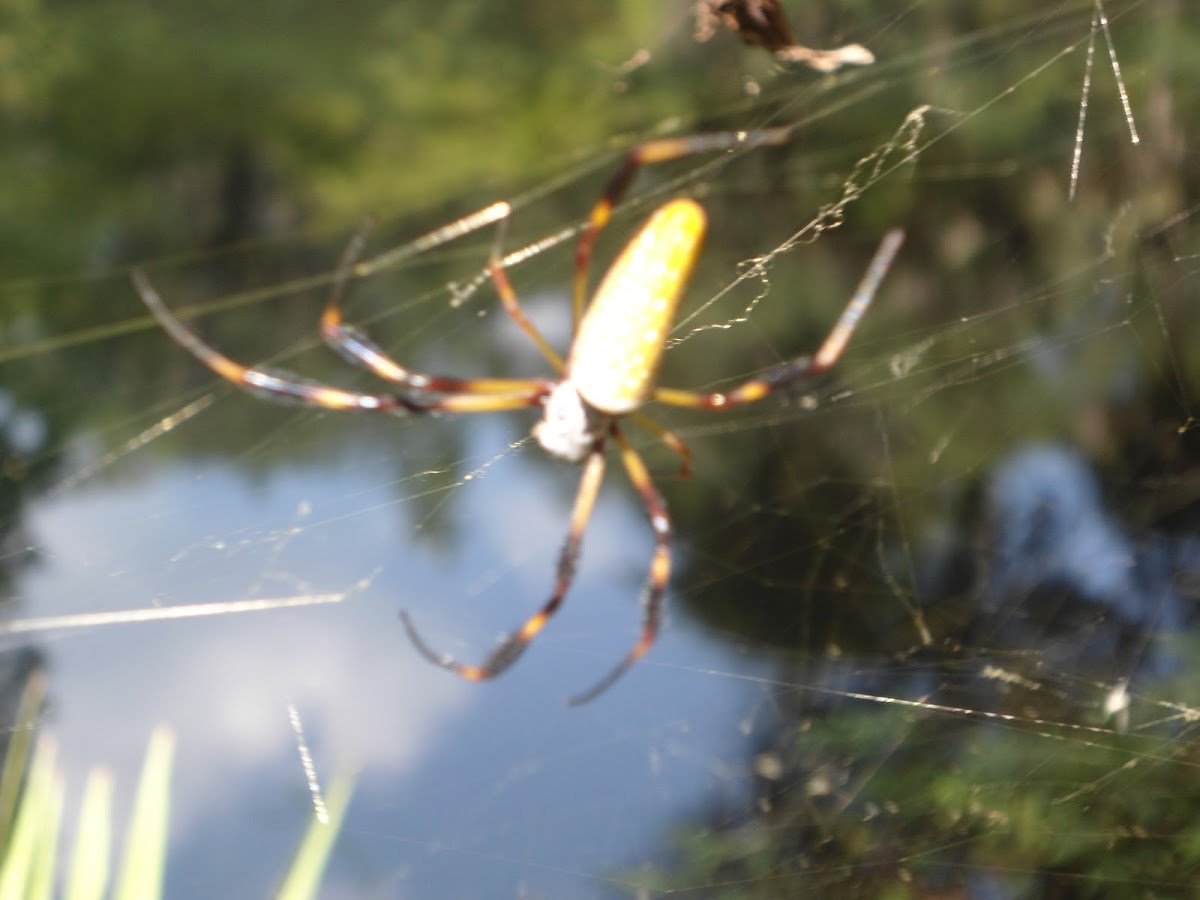Golden Silk(Banana) Spider (Female)