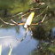 Golden Silk(Banana) Spider (Female)