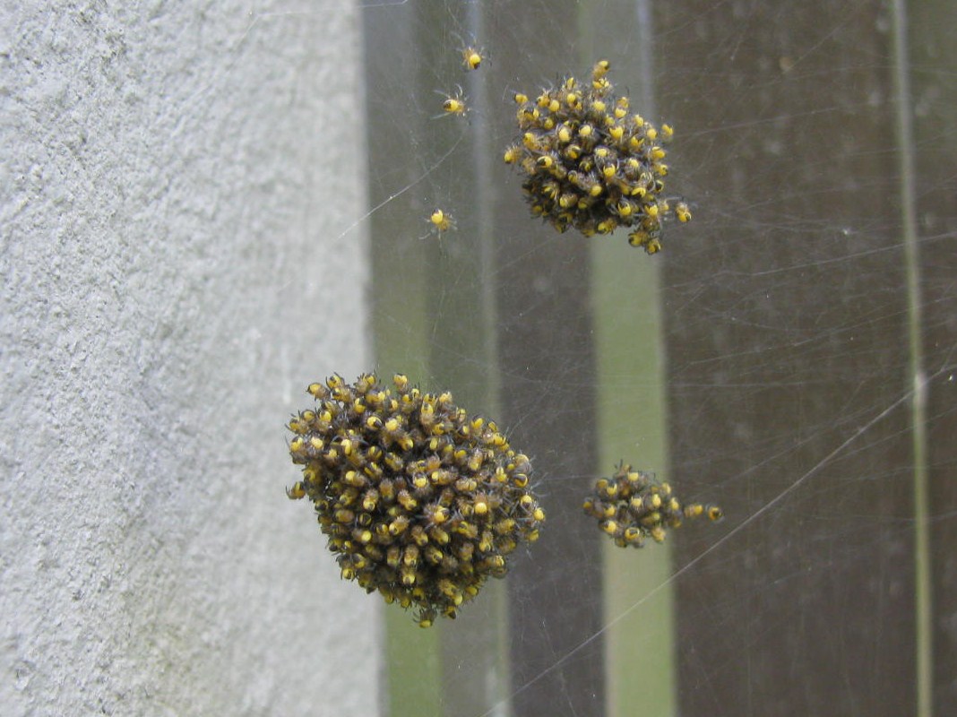 European garden spider, diadem spider, cross spider