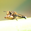 a robber-fly captured a beetle, grasshopper