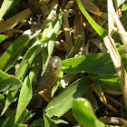 Colubrid Snake - Cobra-verde