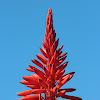 Aloe succotrina flower
