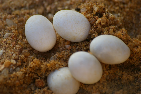 common-wall-lizard-eggs-project-noah