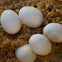 Common Wall Lizard Eggs