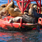 California Sea Lions