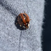 Subvittate Lady Beetle