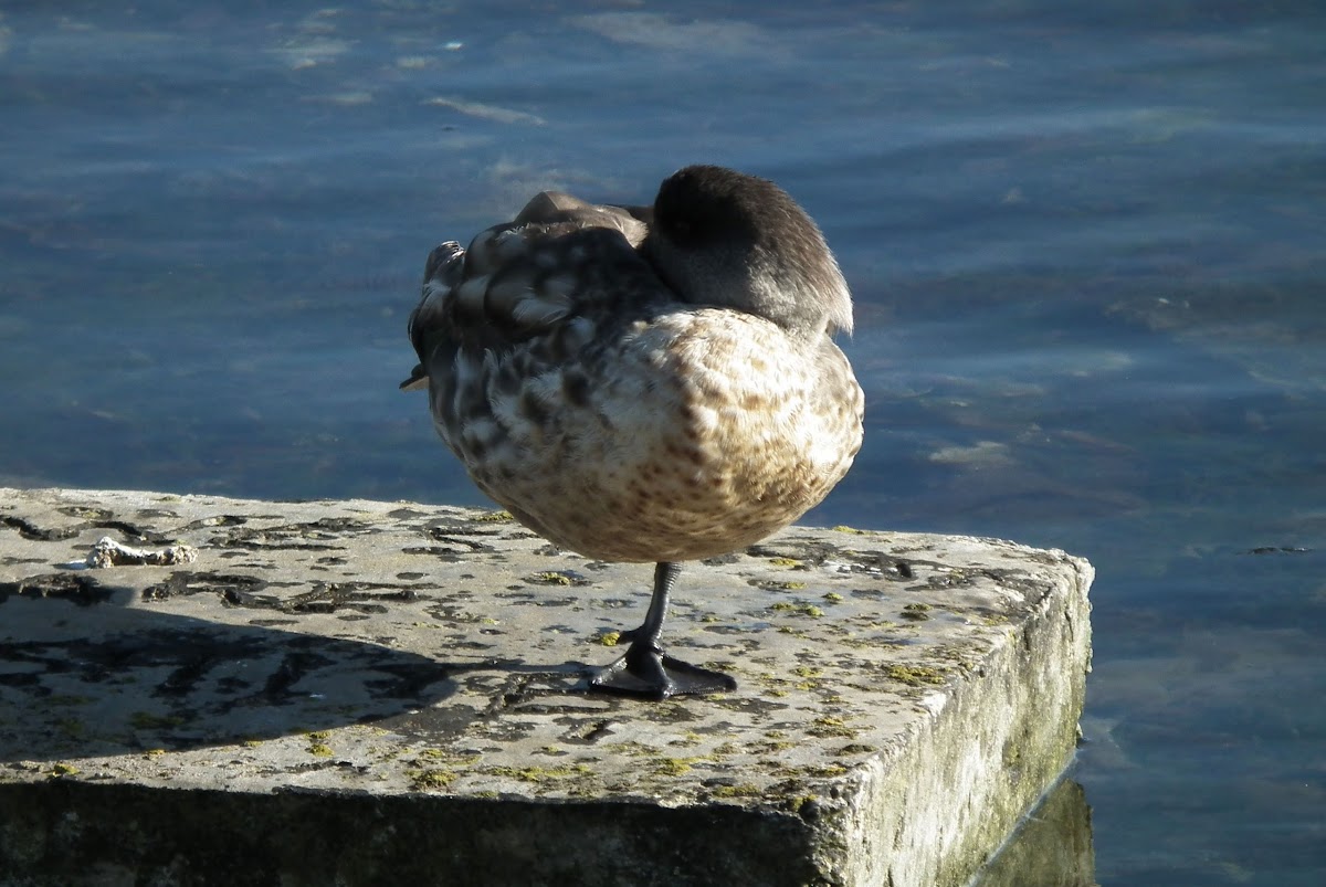 Patagonian Crested Duck