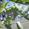 Tobacco hornworm caterpillar
