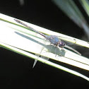 Common Pondhawk (male)
