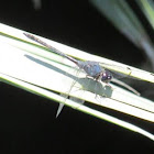 Common Pondhawk (male)