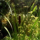 Cattails