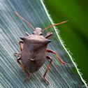 Spiked Shield Bug