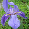 Iris versicolor - lirio