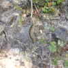 Eastern Tent Caterpillar