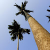 betel palm