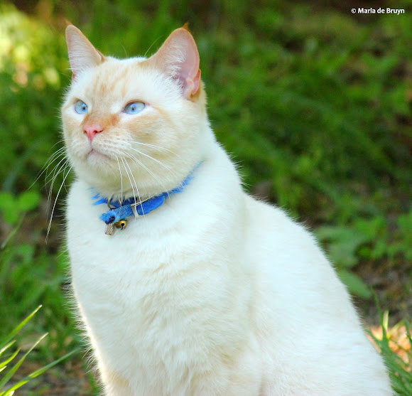 flame-point-siamese-project-noah
