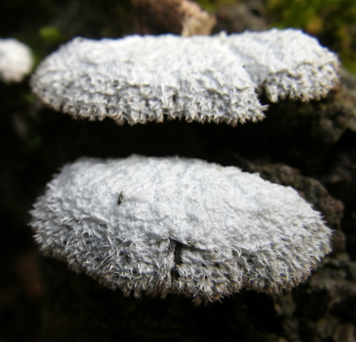 Splitgill Fungus