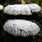 Splitgill Fungus