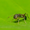 Black ant mimic spider