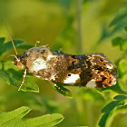 Bird-dropping moth