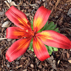 Asiatic lily