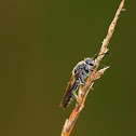 Nomada bee