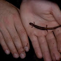 Eastern Red-Backed Salamander