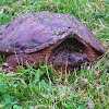 Common Snapping Turtle