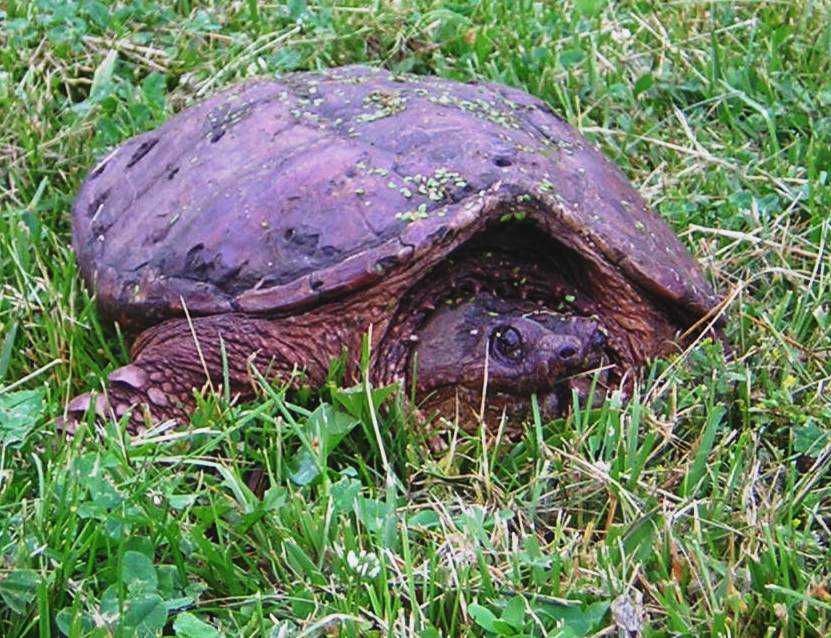 Common Snapping Turtle