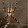 Black and yellow spider