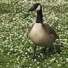 Canada Goose