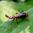 Paddle-shaped antennae beetle