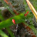 Sheetweb Spider
