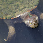 Krefft's River Turtle