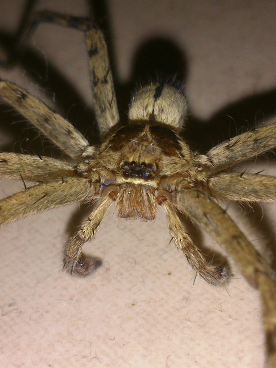Brown Huntsman Spider (♂)