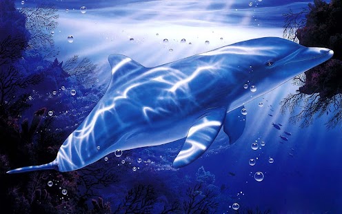 download Dolphin Wallpaper free