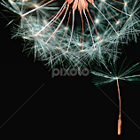 Dandelion leaving home! by Manuela Dedić -  