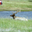 Elk