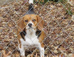 Don't Fence Me In... by Cindy Cooper Houser -  
