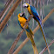 Blue-and-yellow Macaw