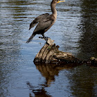 Double-crested Cormorant