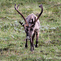 Porcupine Caribou