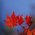 Little Autumn logo