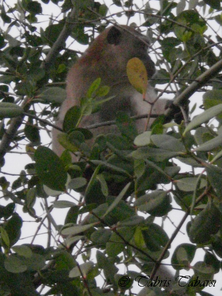 [S] Long-tailed Macaque