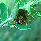 Leaf rolling spider