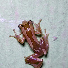 Natal ghost frog