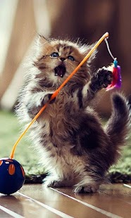 How to download Kittens Jigsaw Puzzle 1.0 unlimited apk for android