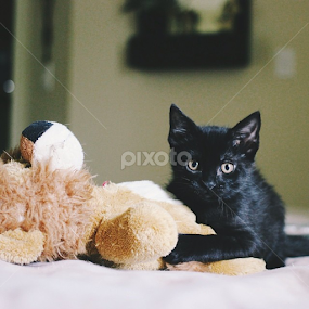 What are you up to Cora? by Jenna Line - Animals - Cats Playing