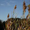 European common reed