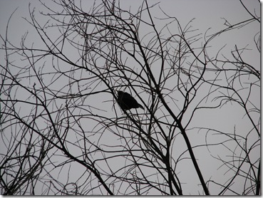 20080507 South View blackbird in tdead tree